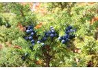 Sustainable Botanicals - Juniper Berry Oil