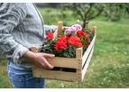Sustainable Botanicals - Geranium Oil