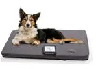 Zomedica Assisi LOOP - Lounge for Full-Body tPEMF Therapy Pad