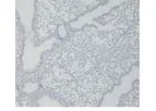 Abcam - Model ab269452 - Mouse on Mouse Polymer IHC Kit
