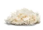 OsteoStrand - Model Plus - OsteoStrand Plus Fibers