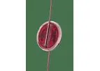 PuriBlood - Leukocyte Reduction Filter for Red Blood Cells
