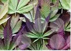 NRGene - Version CannaGENE - Cannabis & Hemp Genomic DataBase Software
