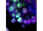 DiscGenics - Therapy Discogenic Cell
