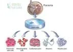 Placenta, Amniotic Membrane & Chorion Derived Stem Cells