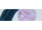 Stem Cells & Regenerative Medicine