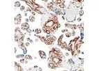 Ionpath - Model 164Dy - a-SMA [D4K9N] Antibody