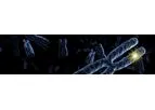 CNV Beacon - Rapid Genetic Discovery Platform