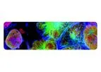 Vitanova - Light-Activated Intracellular Acidosis (LAIA)