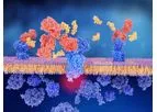 Transmembrane Proteins Effector Monoclonal Antibodies
