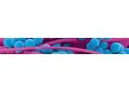Destiny Pharma - Model XF - Platform Targeting Infections