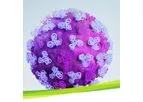 IDT Biologika - Model CDMO - Viral Vaccines