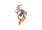 Base4 - Exploiting RNA  Structural Dynamics