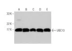 Santa Cruz Biotechnology, Inc. - m-IgGκ BP-HRP