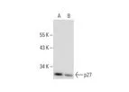 Santa Cruz Biotechnology, Inc. - Dibutyryl-cAMP