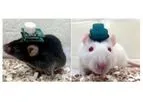 Pinnacle - 3-Channel Wireless EEG/EMG Systems