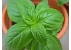 Green Seeds Co., Ltd - Basil Grand Vert