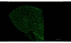 Mouse Kidney Strip Mosaic - Video