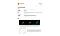 Mcherry - Model 0020 - Anti-mCherry Chicken Primary Antibody - Brochure