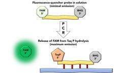 COVID-19 Disease Testing; Utilising Fluorescence During a Pandemic