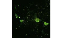 3D bioprinting technology for stem (developmental) disease