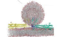 What Are Potentials in Molecular Dynamics Simulation?