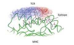 Creative BioMart Enhances Epitope Mapping Services to Support Antibody and Vaccine Development
