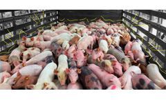 Farms may be focuses of COVID-19 infections